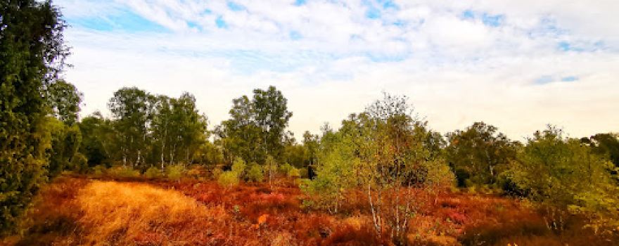 Bokeler Heide