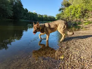 Crow Hassan Dog Park