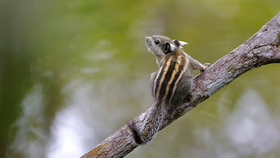 Tmatboey Community Managed Ecolodge