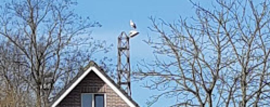 Netterdense Voetbal Club (N.V.C.)