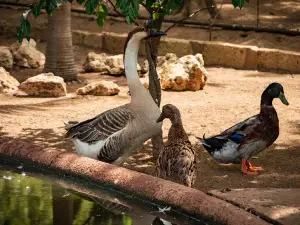 Parc Exotique du Sénégal