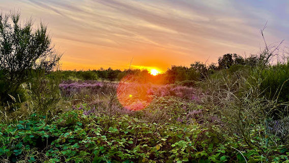 Hednesford Hills Local Nature Reserve