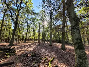 Gonsenheimer Wild Park
