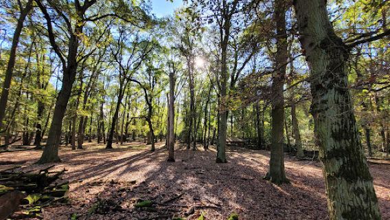 Gonsenheimer Wild Park