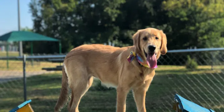 Fort Campbell Dog Park