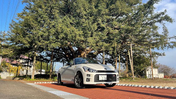 万正寺の大カヤ