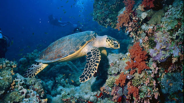 Red Sea Marine Diving Center