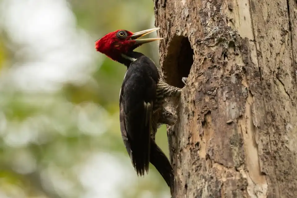 2_Carara National Park