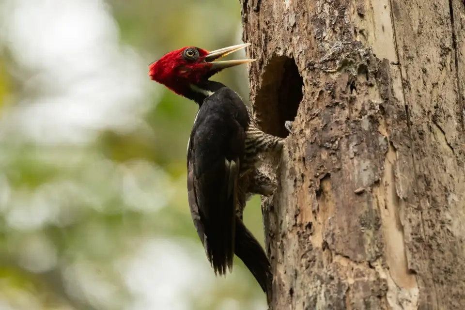 2_Carara National Park