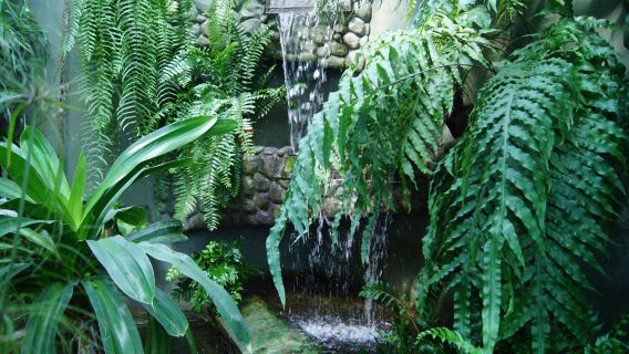 The Municipal Palm House, Gliwice