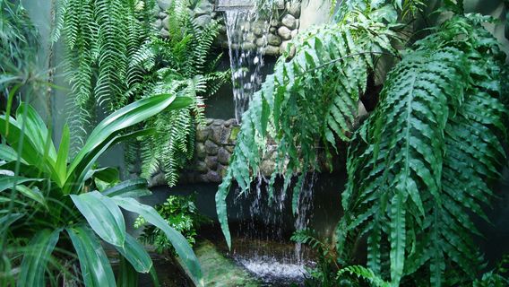 The Municipal Palm House, Gliwice