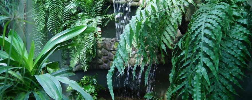 The Municipal Palm House, Gliwice