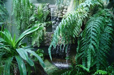 The Municipal Palm House, Gliwice