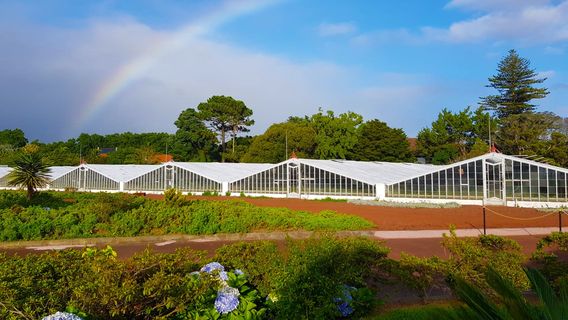 Plantacao de Ananas dos Acores