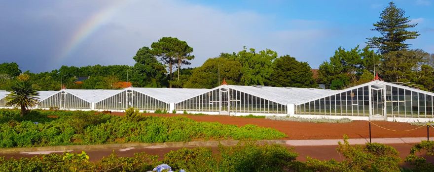 Plantacao de Ananas dos Acores