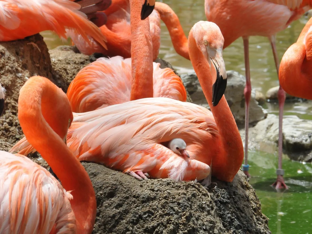 3_神户市立王子動物園
