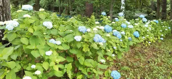 軽米町のホテル