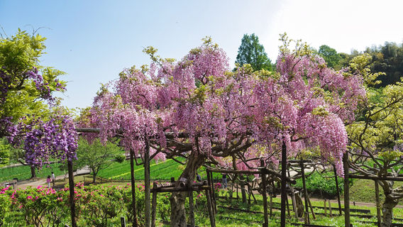 Yokosuka Iris Garden