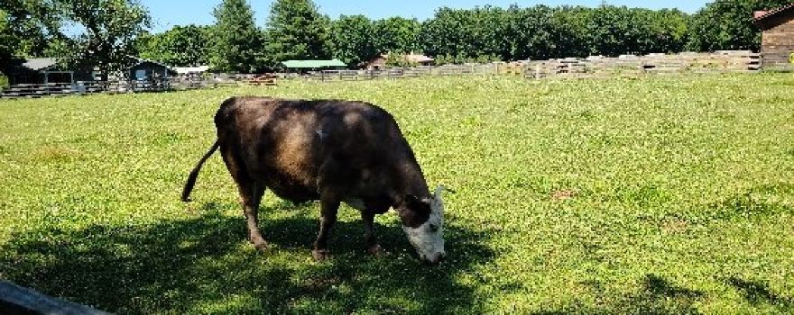 Woodstock Farm Sanctuary