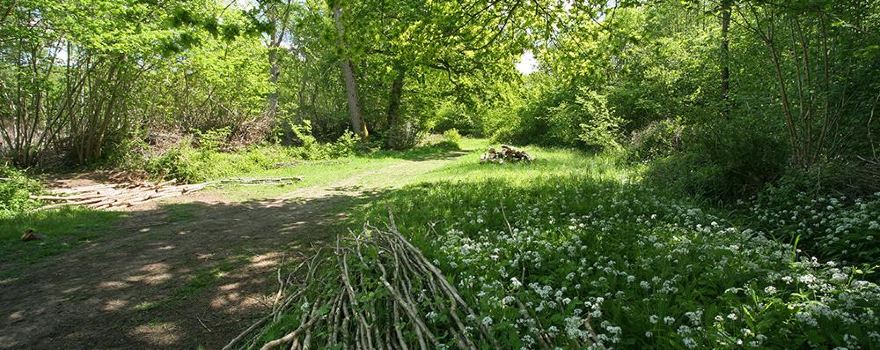 Bradfield Woods National Nature Reserve
