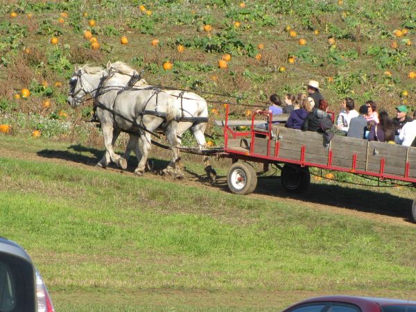 Olson Farms - Damascus, OR