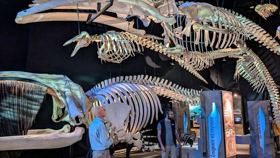 Marine Mammal Interpretation Centre