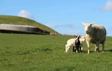 Newgrange Farm