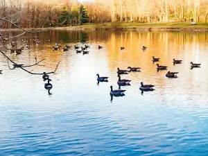 Anson B. Nixon Park
