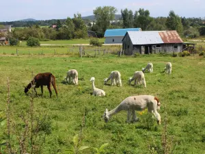 Alpacas Charlevoix