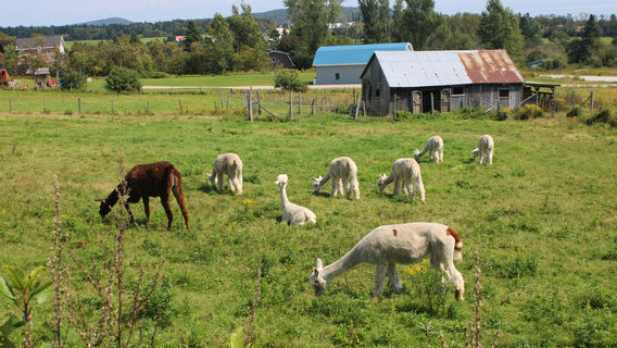 Alpacas Charlevoix