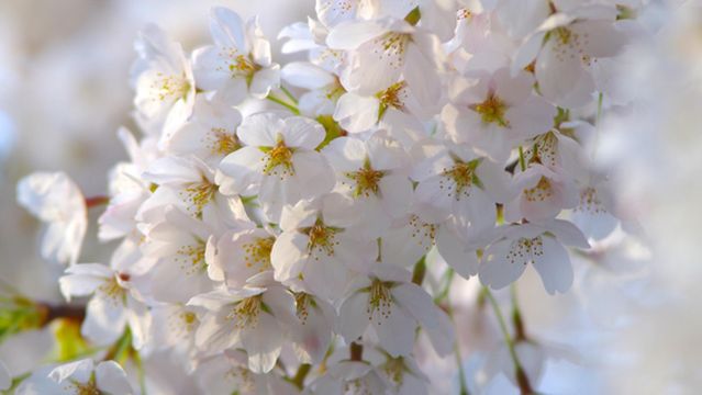 Iijima Town Senninzuka Park