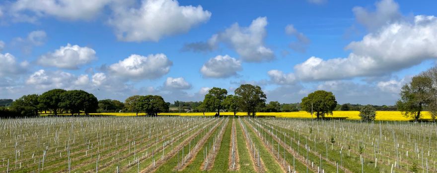 Chet Valley Vineyard