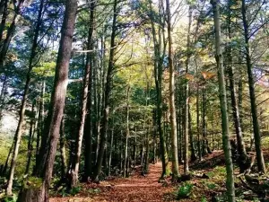 Jean-Paul Forand Park