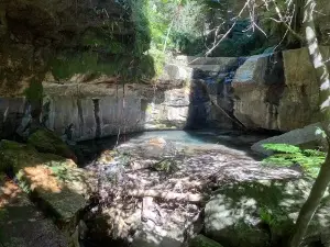 Moss Garden