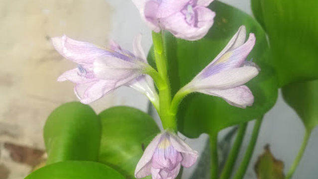 Sajjad Sadda Bahar Nursery Mailsi