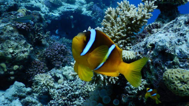 Dive more diving center & snorkeling