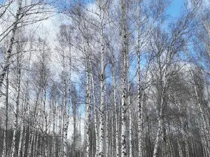 Дендропарк