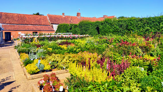 Ward's Nurseries