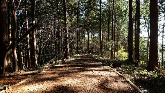 Forest Park