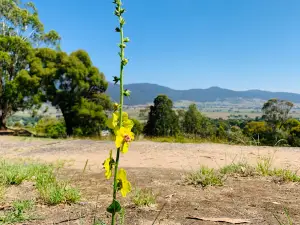 Playles Hill Lookout