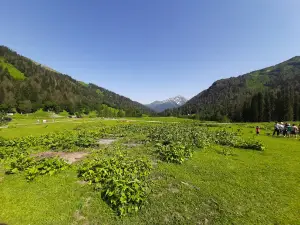 Ritsa National Reserve