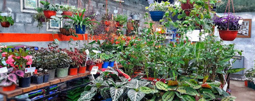 Alpataco vivero