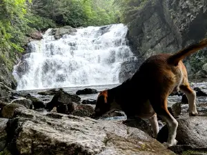 Laurel Falls Trailhead and Appalachian Trail