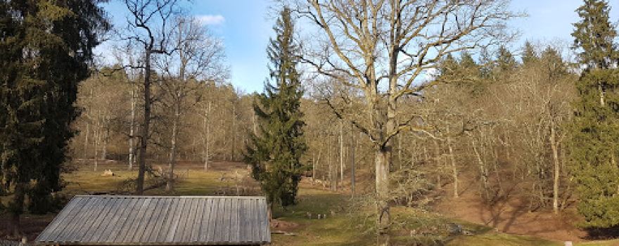 Saurucken