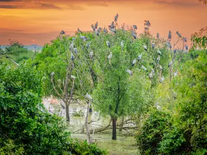 Poantaley Hill Bird Nest Watching Post