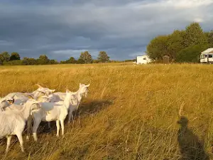 Farm & Camping Lazy
