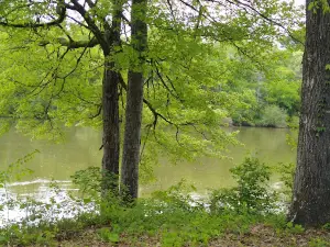 Gorman Park