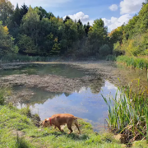 Bourne Wood