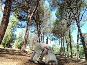 Parco Comunale Cesare Braico