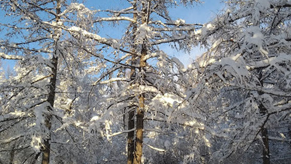 Nekhoroshevskiy